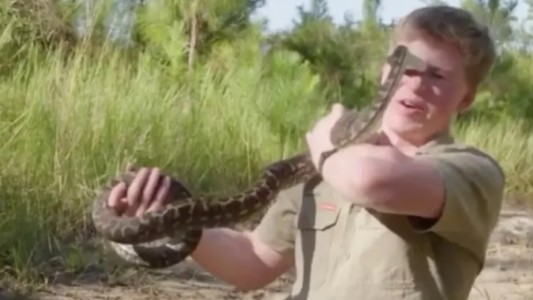 Video: al ataque de una pitón al hijo del "Cazador de cocodrilos"