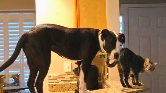 Videos: el curioso perro que tiene costumbres de gatos