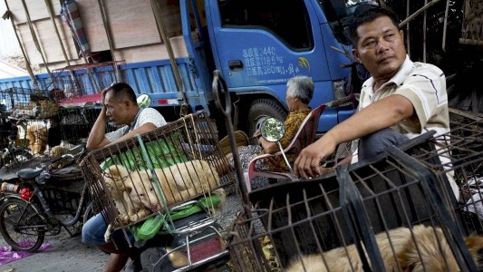 Corea del Norte compró perros de 15 kilos para evitar la escasez de alimentos