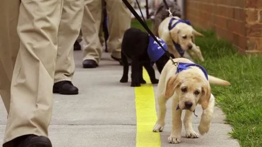 Violento robo a una escuela de perros guía en Ezpeleta