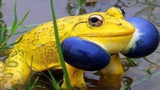 Reaparecieron las exóticas ranas amarillas en India