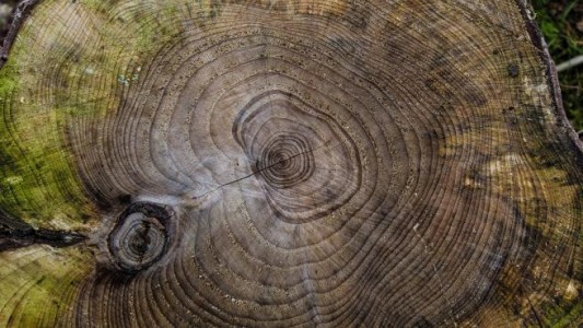 Aseguran que apareció la imagen de Jesús en el tronco de un árbol