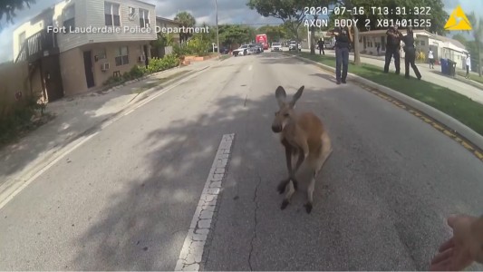 Un fugitivo a los saltos en las calles de Fort Lauderdale