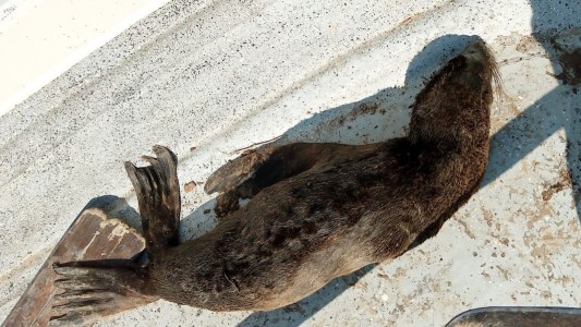 El lado B del coronavirus: rescataron a un lobito de mar en un río pero no lograron salvarlo