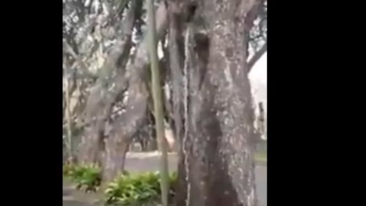 Misterio en Acassuso: el árbol del que brota agua como si fuera una fuente