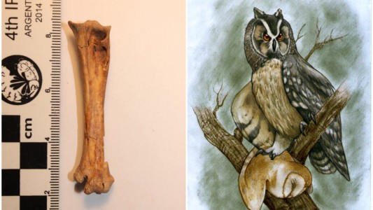 Encuentran en Ecuador el fósil de una lechuza gigante que vivió hace 40.000 años