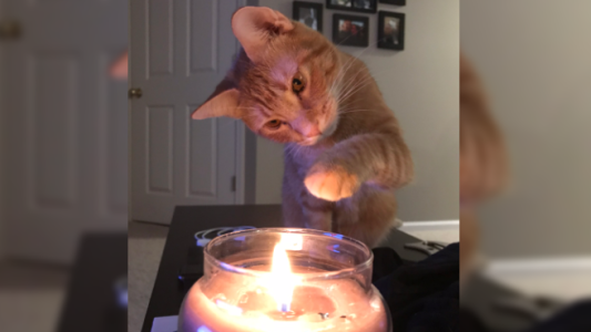 La historia del hombre que culpó al "gato malvado" por el embarazo no deseado de su mujer