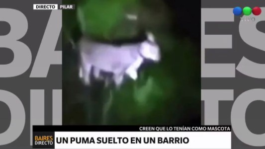Atraparon a un puma que estuvo 4 horas suelto en un barrio de Pilar