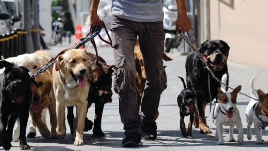 Cuarentena flexible: volvieron a trabajar los paseadores de perros en la Ciudad