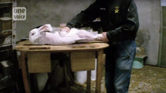 Video desgarrador: denuncian brutal maltrato a conejos en Francia