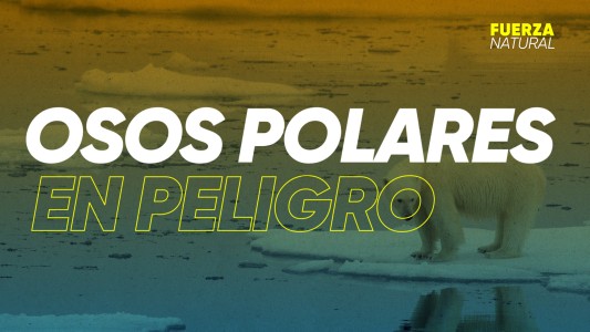 Osos polares en peligro: podrían desaparecer en 2080 y es casi irreversible