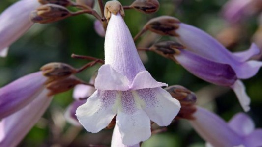 San Luis producirá más de 100 mil ejemplares de un árbol que contribuye a combatir el cambio climático