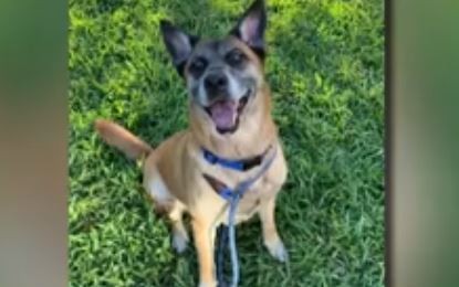 Murió el primer perro en dar positivo por Covid-19 en Estados Unidos