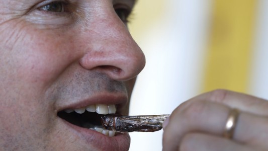"Los saltamontes son la solución": exportan los insectos para comer