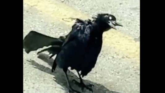 Video de terror: el "pájaro zombie" que se volvió viral en Twitter