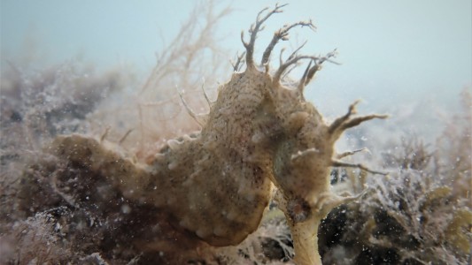Alerta por el caballito de mar patagónico que está en vías de extinción