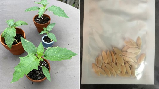 Video: plantó las misteriosas semillas que le llegaron de China y se llevó una sorpresa