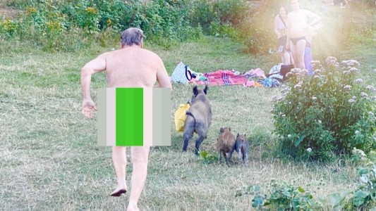 Tomaba sol desnudo y un jabalí le robó la notebook