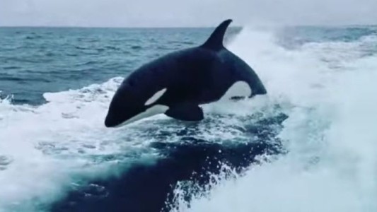 VIDEO: pescadores fueron sorprendidos por un grupo de ballenas asesinas que persiguieron su embarcación