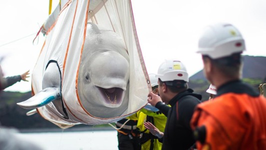 La cara de felicidad de una beluga que está por ser liberada tras años de cautiverio