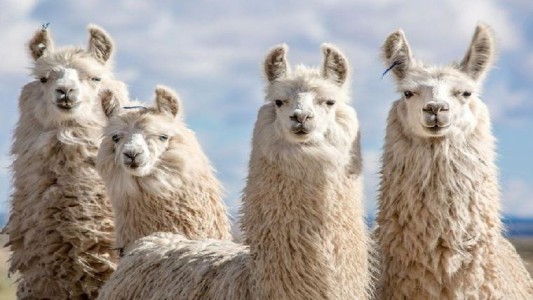 Tucumán: prueban obtener un suero hiperinmune contra el coronavirus a partir de las llamas