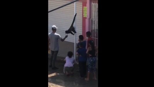 Dos monos sueltos por las calles