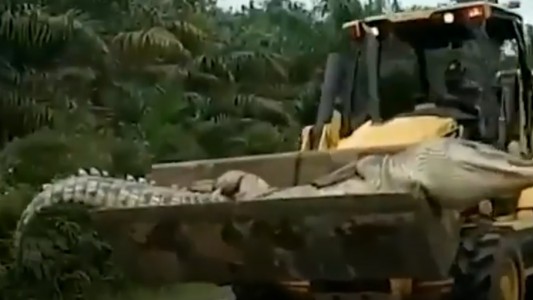 Cazaron y decapitaron al "demonio" que aterrorizaba a un pueblo