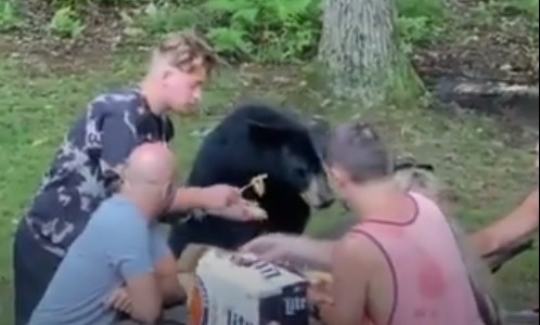 Video: se les acercó un oso y compartieron el picnic