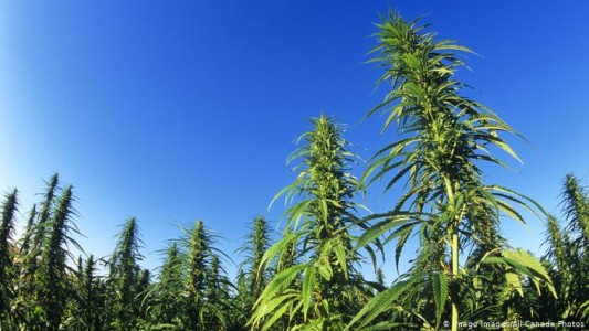 "No es marihuana": productores de cáñamo en EE.UU. ya no saben como evitar robos