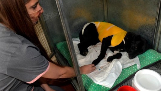 Gracias a la solidaridad de los mendocinos mejora Paola, la perrita despellejada