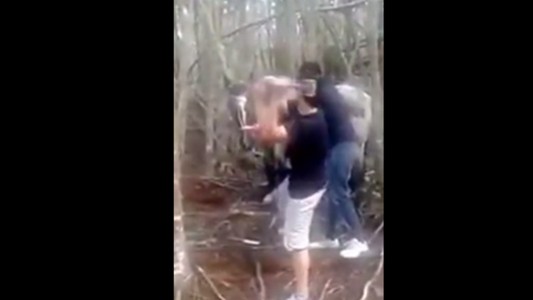 Matan a mazazos y faenan a un caballo que estaba atado