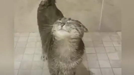 El gato que ama bañarse bajo la ducha