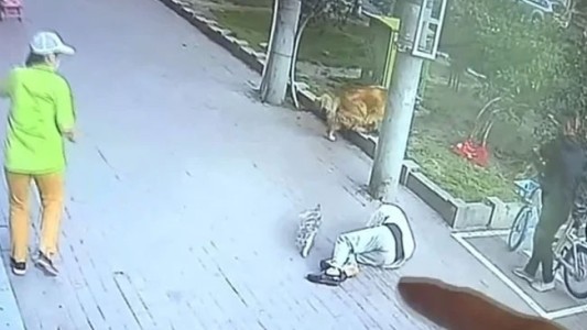 Video: paseaba a su perro, le cayó un gato del cielo y lo dejó inconsciente