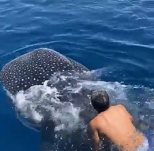 Un hombre montó un tiburón ballena en medio del mar