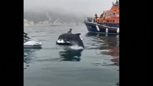 Delfines sorprenden a guardavidas saltando a su alrededor