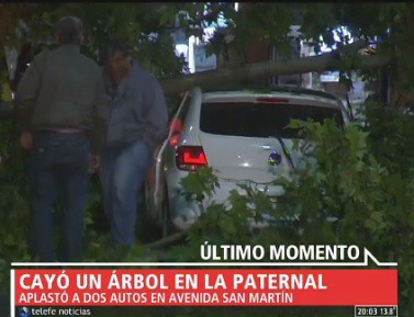 Cayò un árbol en La Paternal
