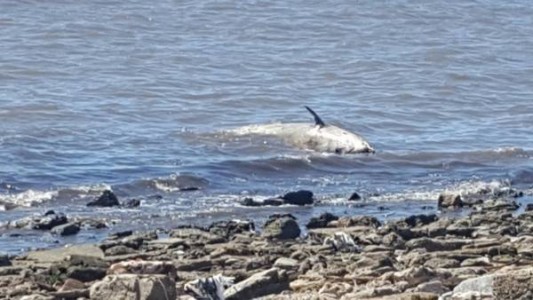 Hallaron una cría de ballena muerta en la costa de Vicente López