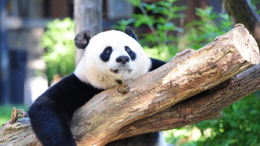 La panda gigante del zoológico de Washington dio a luz a una cría