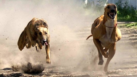 Dictamen favorable al proyecto que prohíbe las carreras de galgos en todo el país