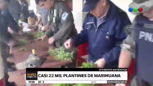 Misiones: secuestraron unos 20 mil plantines de marihuana y más de 5 kilos de cocaína
