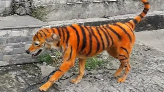 Bronca en las redes sociales por el perro callejero que pintaron para que parezca un tigre
