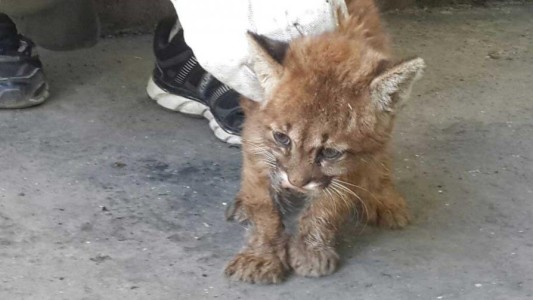 Rescatan a un pumita que estaba solo en medio de un campo en Córdoba