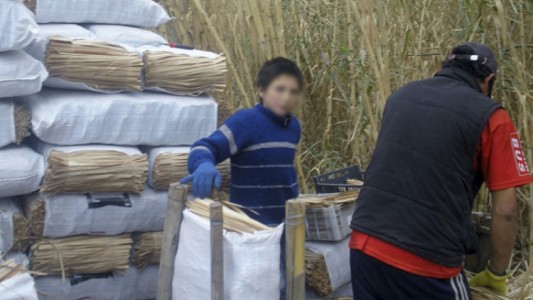 Gobierno de Mendoza denunció a tres empresas por trabajo infantil