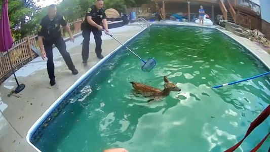 La policía al rescate de ciervitos que cayeron a una pileta