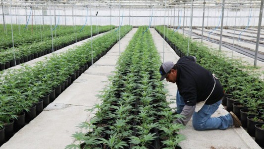 Una empresa y el municipio de San Pedro producirán cannabis medicinal