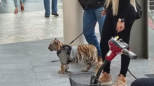 Indignación en las redes: sacó a pasear un tigre por un centro comercial