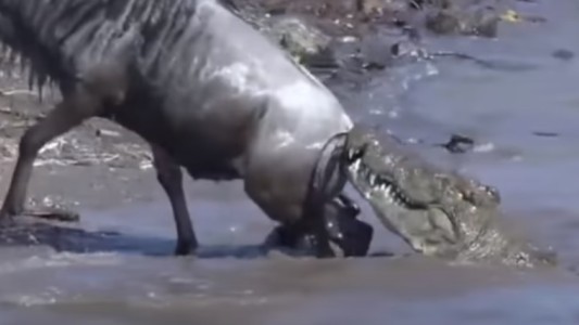 Video: escapó del cocodrilo que lo estaba atacando