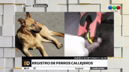 Registran perros callejeros en Berazategui