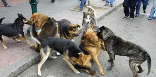 Niño de 4 años fue atacado por una jauría y le dieron 75 puntos de sutura