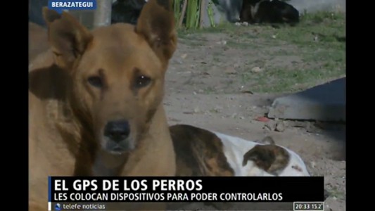 El GPS de los perros
